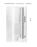 METHODS AND COMPOSITIONS FOR PROCESSES OF RAPID SELECTION AND PRODUCTION OF NUCLEIC ACID APTAMERS diagram and image