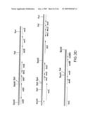 EVERNINOMICIN BIOSYNTHETIC GENES diagram and image