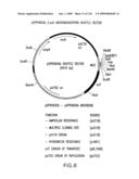 EVERNINOMICIN BIOSYNTHETIC GENES diagram and image