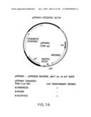 EVERNINOMICIN BIOSYNTHETIC GENES diagram and image