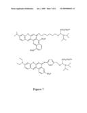 Sulfonated [8,9]benzophenoxazine dyes and the use of their labelled conjugates diagram and image