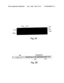 7B2 Knockout transgenic animals as models of endocrine disease diagram and image