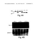 7B2 Knockout transgenic animals as models of endocrine disease diagram and image