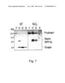 7B2 Knockout transgenic animals as models of endocrine disease diagram and image