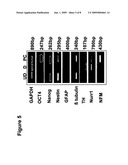 METHOD OF GROWING MESENCHYMAL STEM CELLS FROM BONE MARROW diagram and image