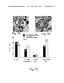 AChE antisense oligonucleotide as an anti-inflammatory agent diagram and image