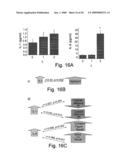 AChE antisense oligonucleotide as an anti-inflammatory agent diagram and image