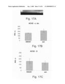 AChE antisense oligonucleotide as an anti-inflammatory agent diagram and image