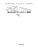 Transgenic Rodents Selectively Expressing Human B1 Bradykinin Receptor Protein diagram and image