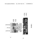 Transgenic Rodents Selectively Expressing Human B1 Bradykinin Receptor Protein diagram and image