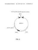 Plant Promoters, Terminators, Genes, Vectors and Related Transformed Plants diagram and image