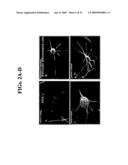 Isolated cells and populations comprising same for the treatment of CNS diseases diagram and image