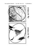 METHODS AND COMPOSITIONS FOR OPTIMIZED EXPANSION AND IMPLANTATION OF MESENCHYMAL STEM CELLS diagram and image