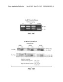 Apoptotic Anti-IgE Antibodies diagram and image