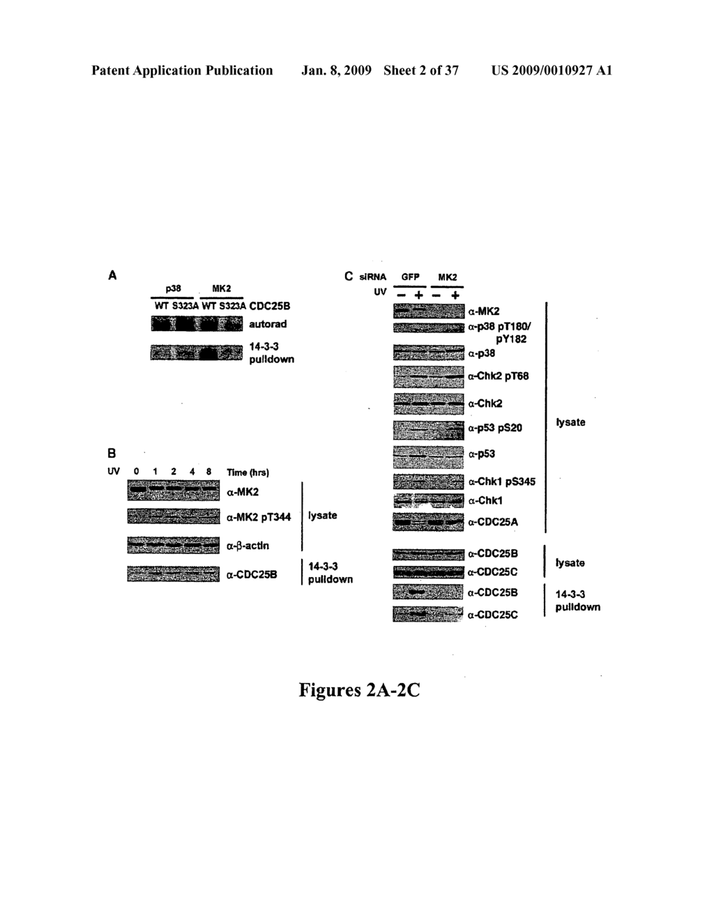 Mapkap kinase-2 as a specific target for blocking proliferation of P53-defective cells - diagram, schematic, and image 03