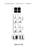 Mapkap kinase-2 as a specific target for blocking proliferation of P53-defective cells diagram and image