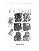 Mapkap kinase-2 as a specific target for blocking proliferation of P53-defective cells diagram and image