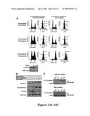 Mapkap kinase-2 as a specific target for blocking proliferation of P53-defective cells diagram and image