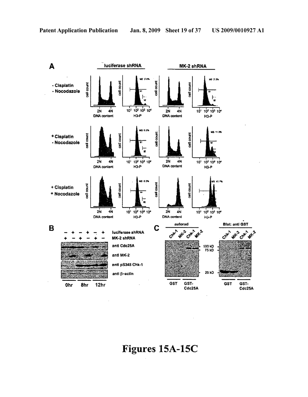 Mapkap kinase-2 as a specific target for blocking proliferation of P53-defective cells - diagram, schematic, and image 20