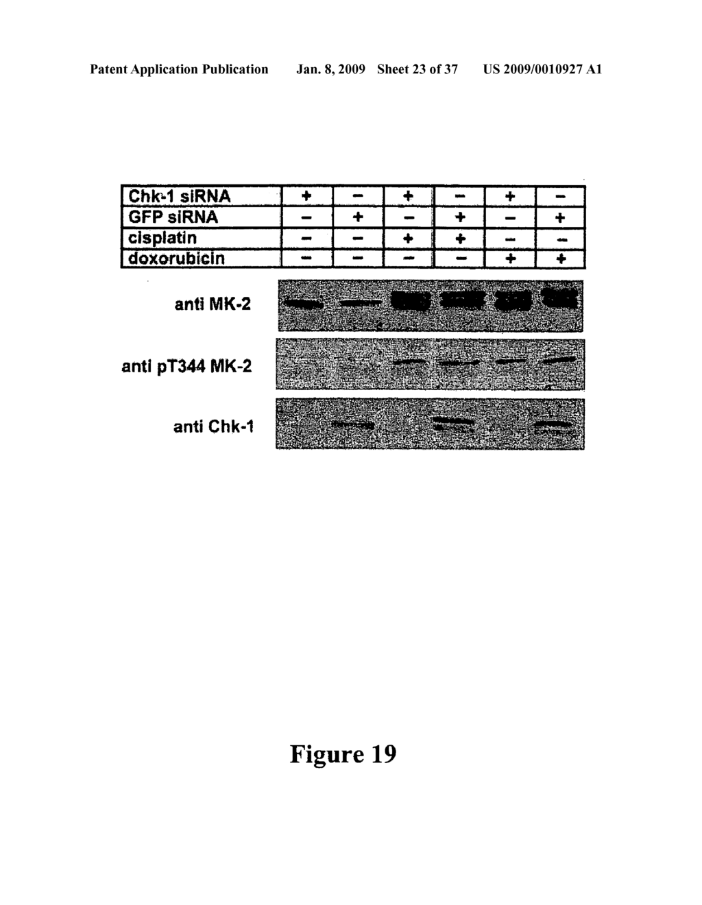 Mapkap kinase-2 as a specific target for blocking proliferation of P53-defective cells - diagram, schematic, and image 24