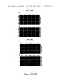 Mapkap kinase-2 as a specific target for blocking proliferation of P53-defective cells diagram and image