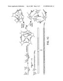 BIOSENSORS BASED ON DIRECTED ASSEMBLY OF PARTICLES diagram and image