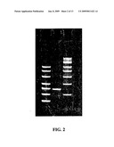 METHODS FOR CLONING SMALL RNA SPECIES diagram and image