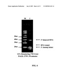 METHODS FOR CLONING SMALL RNA SPECIES diagram and image