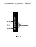 METHODS FOR CLONING SMALL RNA SPECIES diagram and image