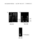 METHODS FOR CLONING SMALL RNA SPECIES diagram and image