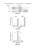 Cancer-suppressing agents diagram and image