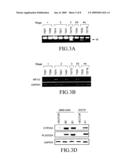 Cancer-suppressing agents diagram and image