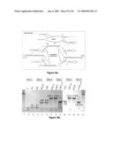 Versatile nucleic acid hairpin motif for programming biomolecular self-assembly pathways diagram and image
