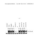 Flagellin Related Polypeptides and Uses Thereof diagram and image