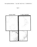 Flagellin Related Polypeptides and Uses Thereof diagram and image