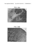 BIOCOMPATIBLE POLYMERS, PROCESS FOR THEIR PREPARATION AND COMPOSITIONS CONTAINING THEM diagram and image