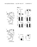 Modulation of Hypothalamic Atp-Sensitive Potassium Channels diagram and image