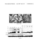 Use of Salicylate as an Antidote for Paraquat Intoxications in Mammals diagram and image