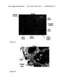 Porous biomaterial-filler composite and method for making the same diagram and image