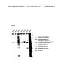 Carrier Polymer Particle, Process for Producing the Same, Magnetic Particle for Specific Trapping, and Process for Producing the Same diagram and image