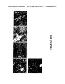 Polypeptides diagram and image