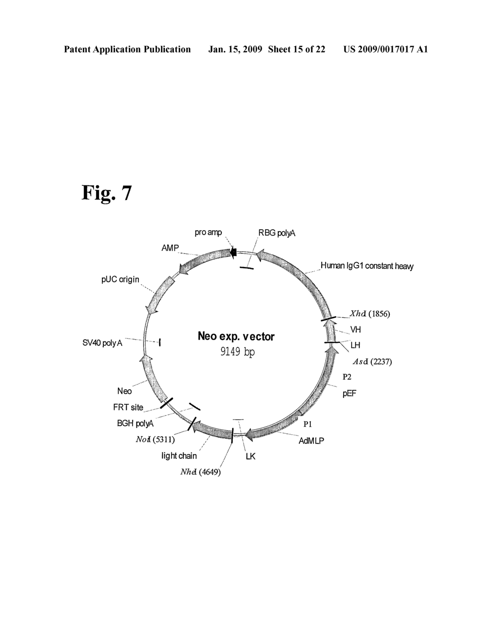 Anti-rhesus d recombinant polyclonal antibody and methods of manufacture - diagram, schematic, and image 16