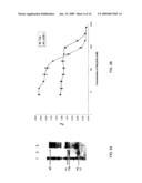 Connective tissues growth factor antibodies diagram and image