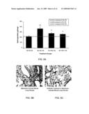 Connective tissues growth factor antibodies diagram and image