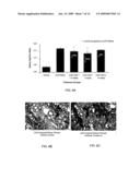 Connective tissues growth factor antibodies diagram and image