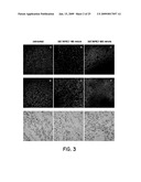 STIMULATION OF AN IMMUNE RESPONSE BY CATIONIC LIPIDS diagram and image