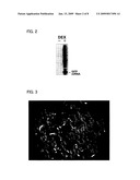 DNA Fragment Method for Producing Transformant for Protein Production and Utilization Thereof diagram and image