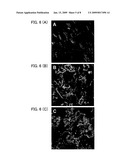 DNA Fragment Method for Producing Transformant for Protein Production and Utilization Thereof diagram and image