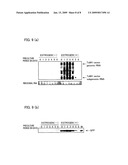 DNA Fragment Method for Producing Transformant for Protein Production and Utilization Thereof diagram and image