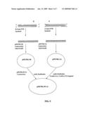 Co-expression of multiple protein chains or subunits diagram and image